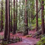 Redwood Regional Park