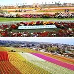Flower Fields Way