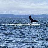 Princess Monterey Whale Watching