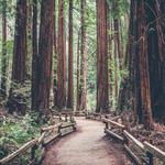 Redwood State and National Parks