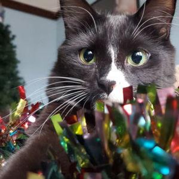 Year's Supply Of Pet Treats