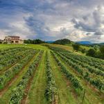 Watauga Lake Winery