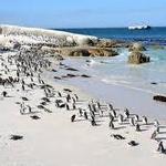 Boulders Beach