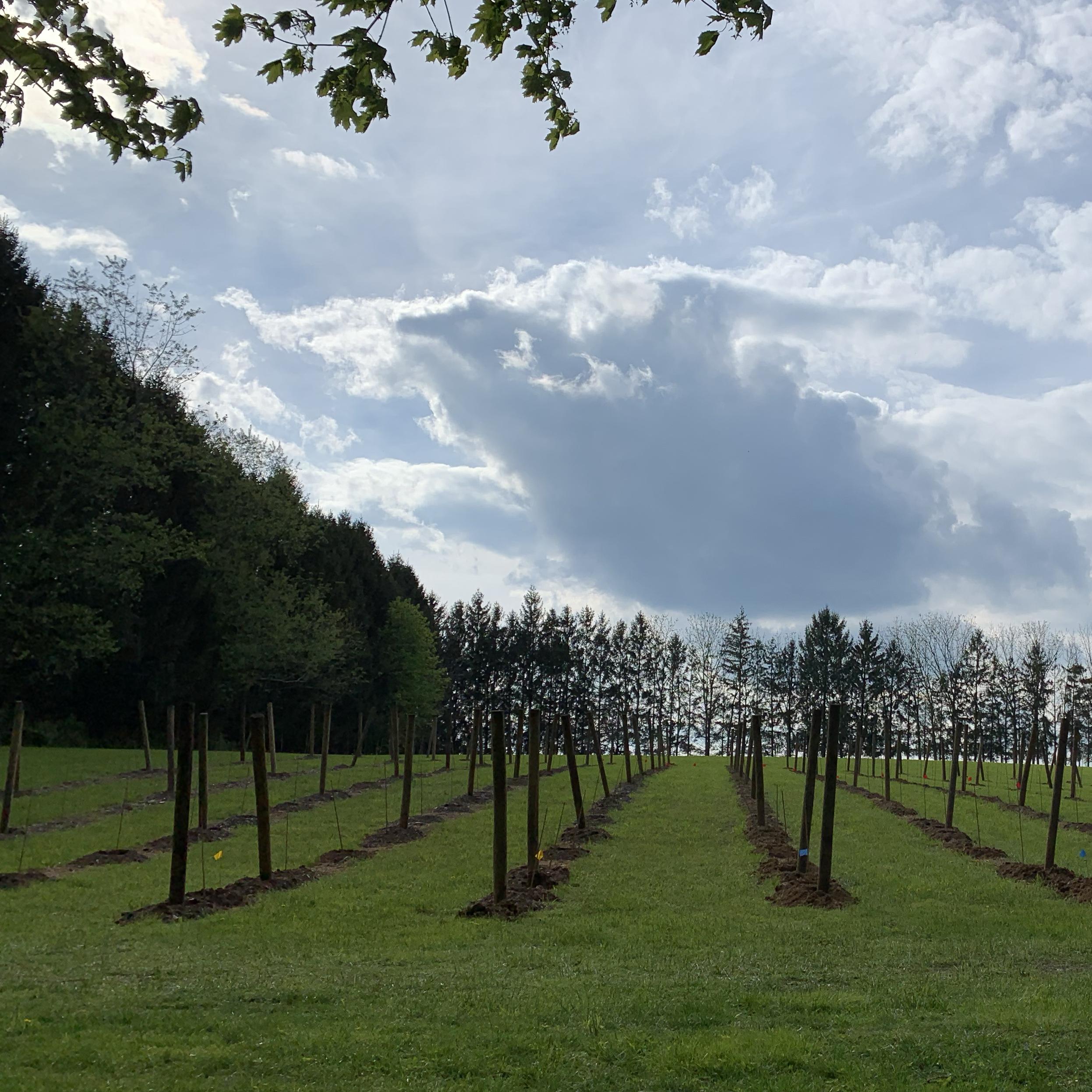 Our vineyard fund