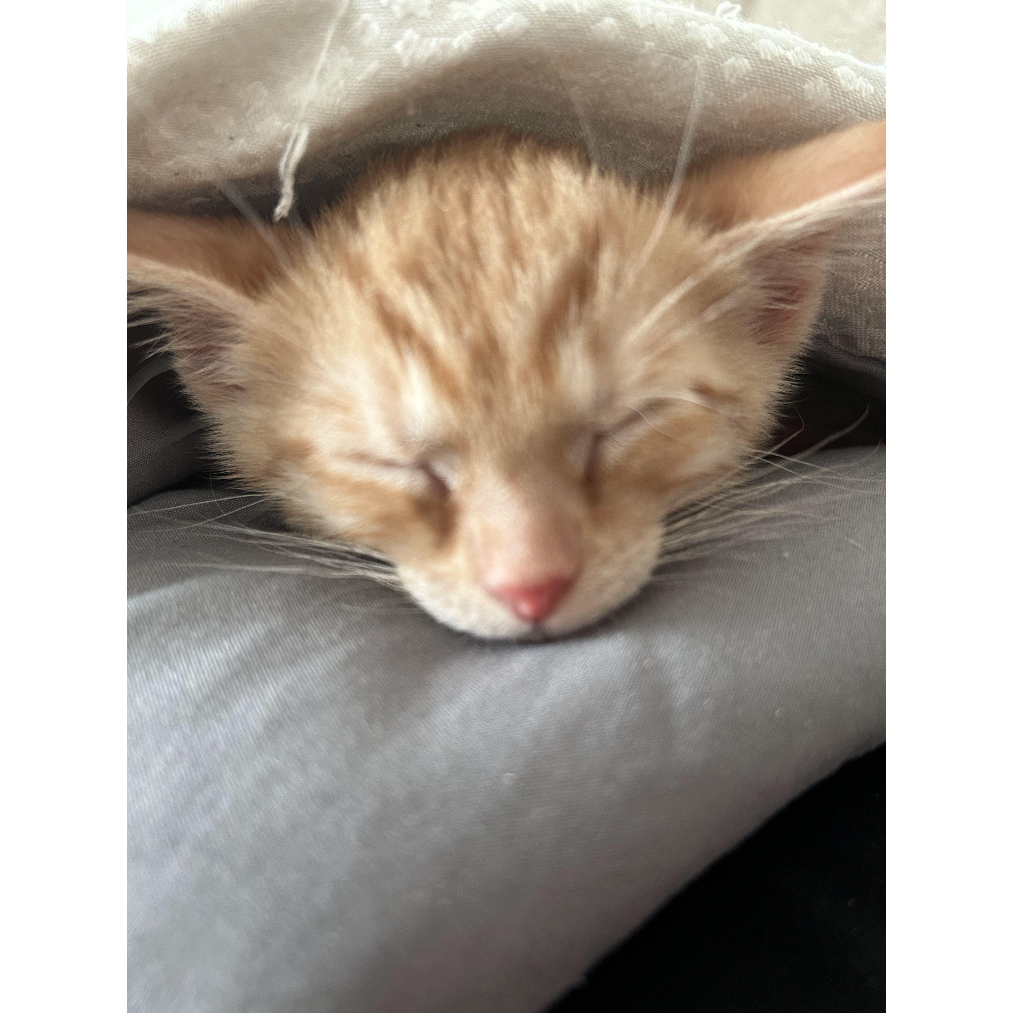 Luna's first day with the family