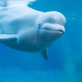 Mystic Aquarium