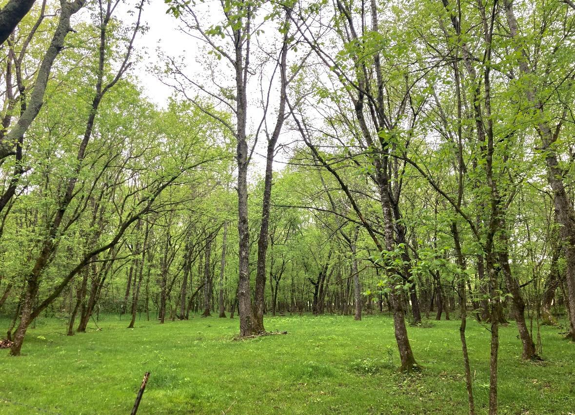 The Wedding Website of Micaela Fitzgibbon and Stewart Kaye