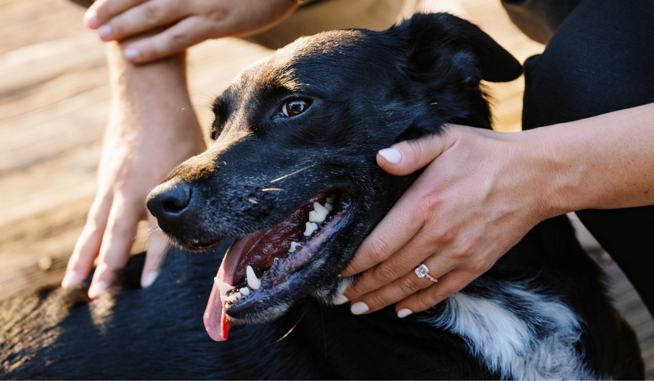 The Wedding Website of Trish Langley and Michael Festa