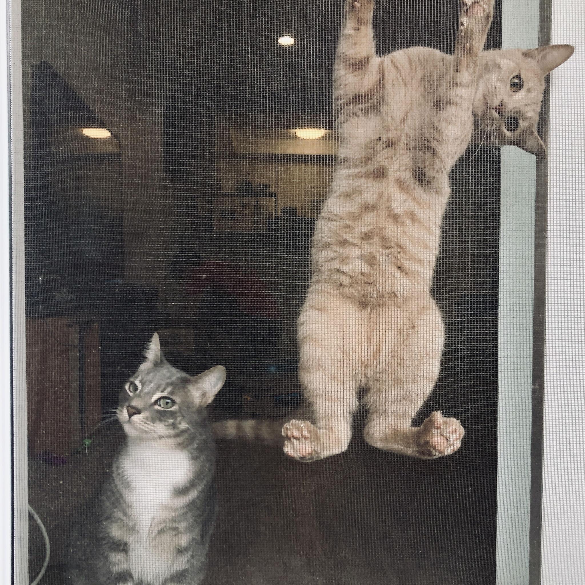 Our boys Louie and Milo <3