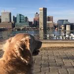 Federal Hill-Montgomery