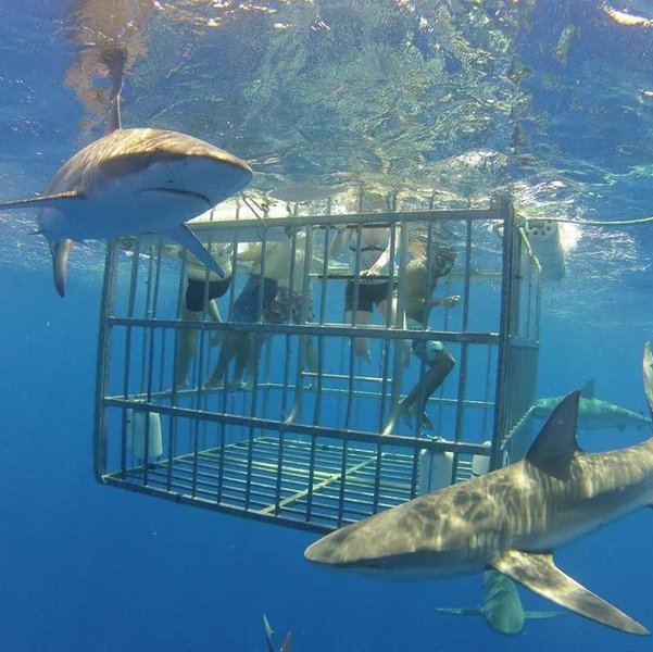 Shark Cage Diving in Oahu