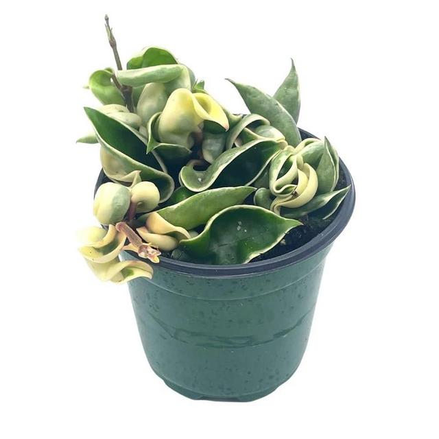 BubbleBlooms Variegated Hindu Rope, Hoya Compacta Carnosa, in a 4 inch Pot