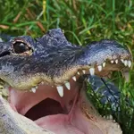 Airboat Rides (aka go see da 'gators)