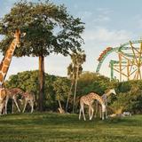 Busch Gardens Tampa Bay