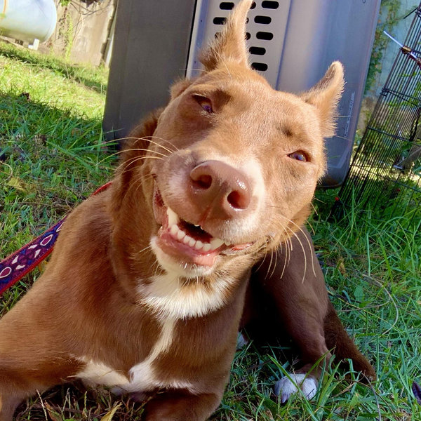 Ginger Fence Fund - Venmo (no fee option)