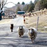 Catskill Animal Sanctuary