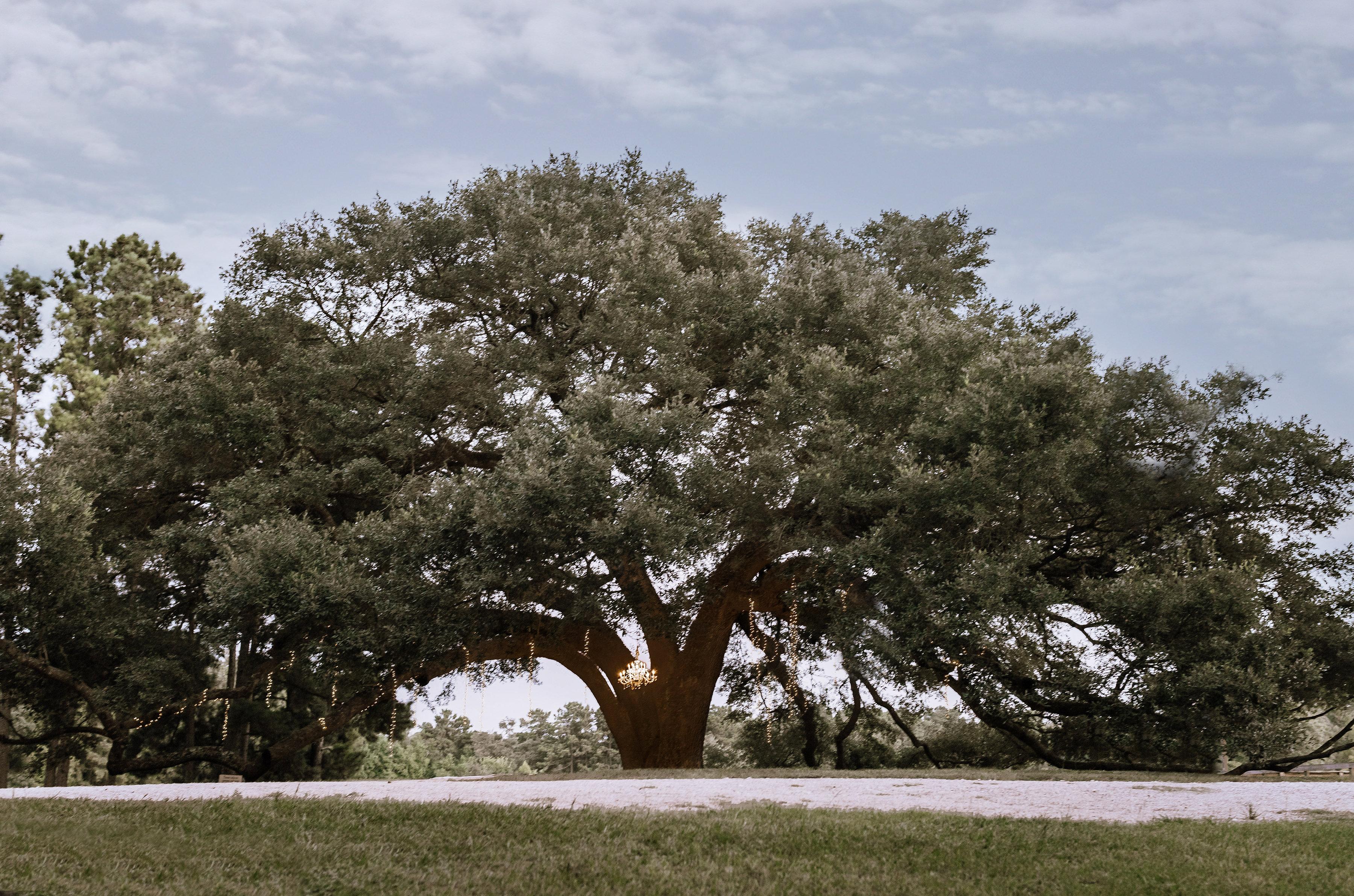 The Wedding Website of Dylan Ward and Megan Sartin