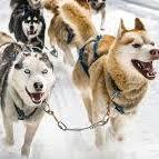 Vail Dog Sledding