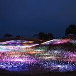 Sensorio Paso Robles Field of Lights