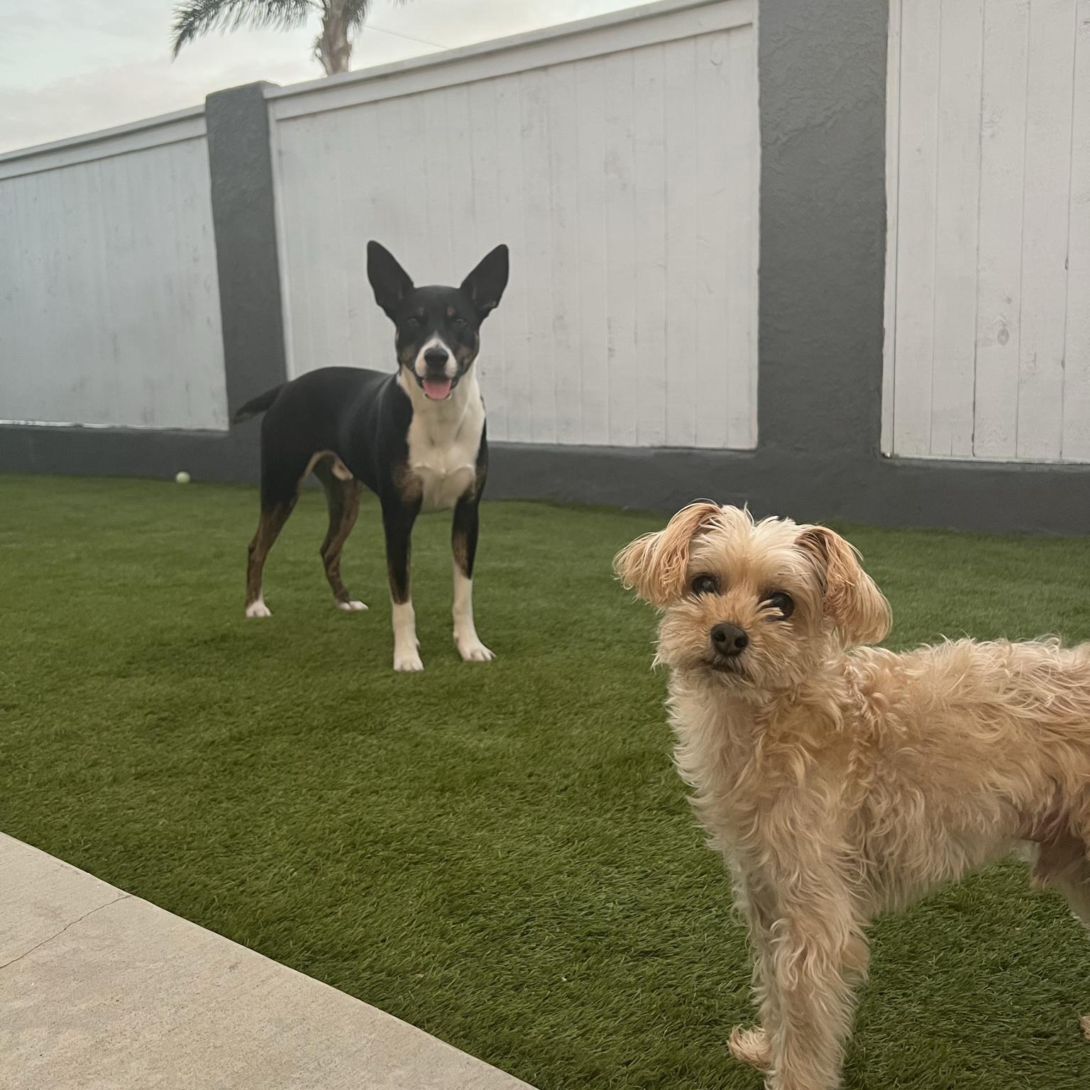 Dog sitter while we are away