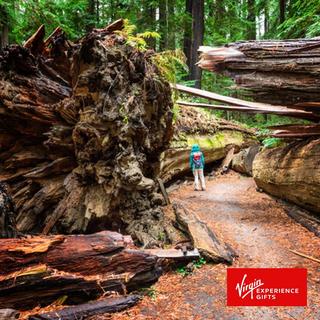 Redwoods, Wine & Dine Tour for 2 - San Francisco