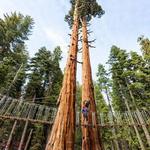 Tahoe Treetop Adventure Parks
