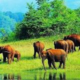 Periyar National Park (3.5 hours)