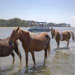 Assateague Beach
