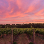 Napa Valley
