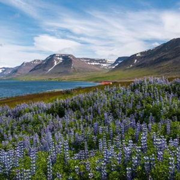 Honeymoon in Iceland