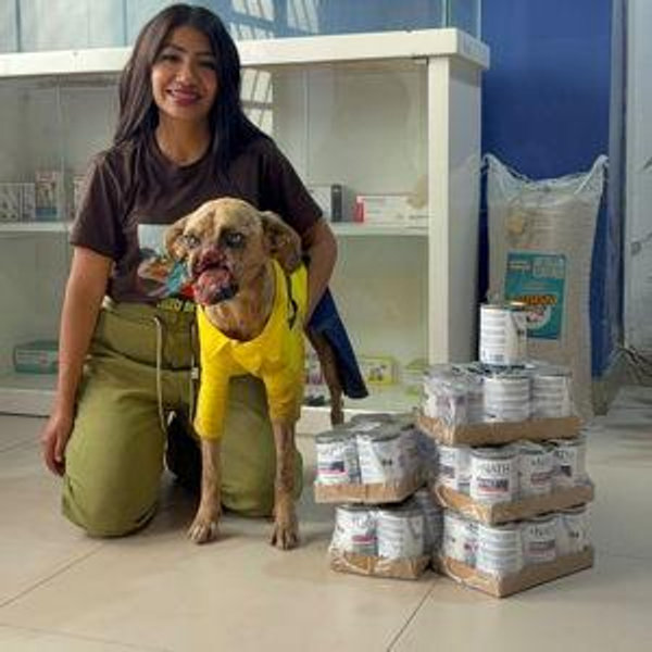Husi Pets saving Critical Animals