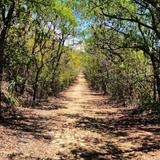 Hiking in Guánica State Forest