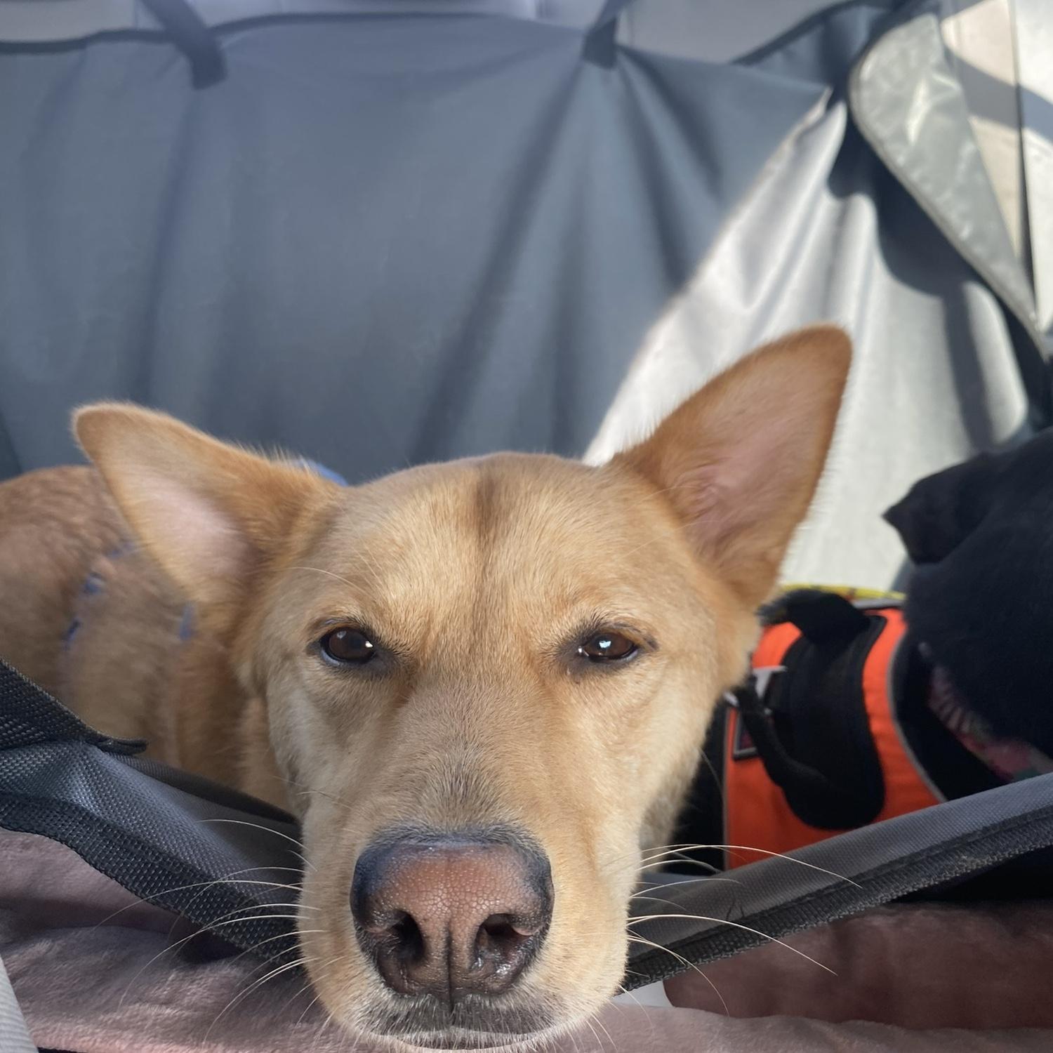 After a fun hike around Canyon Lake, Penny's ready for a nap!