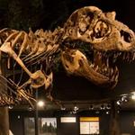 Museum of the Rockies