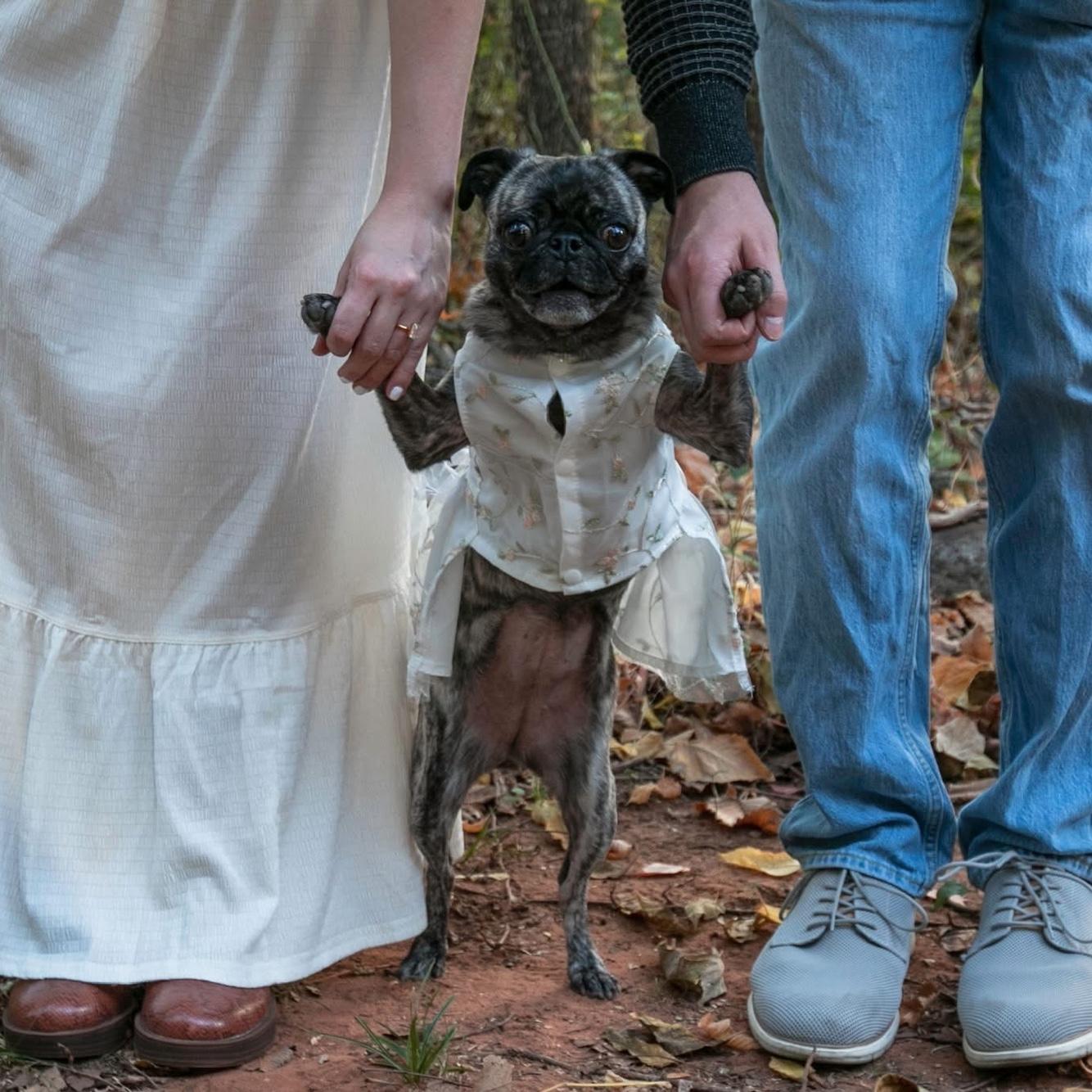 Eloise is amber and Christian's 5 year old pug daughter