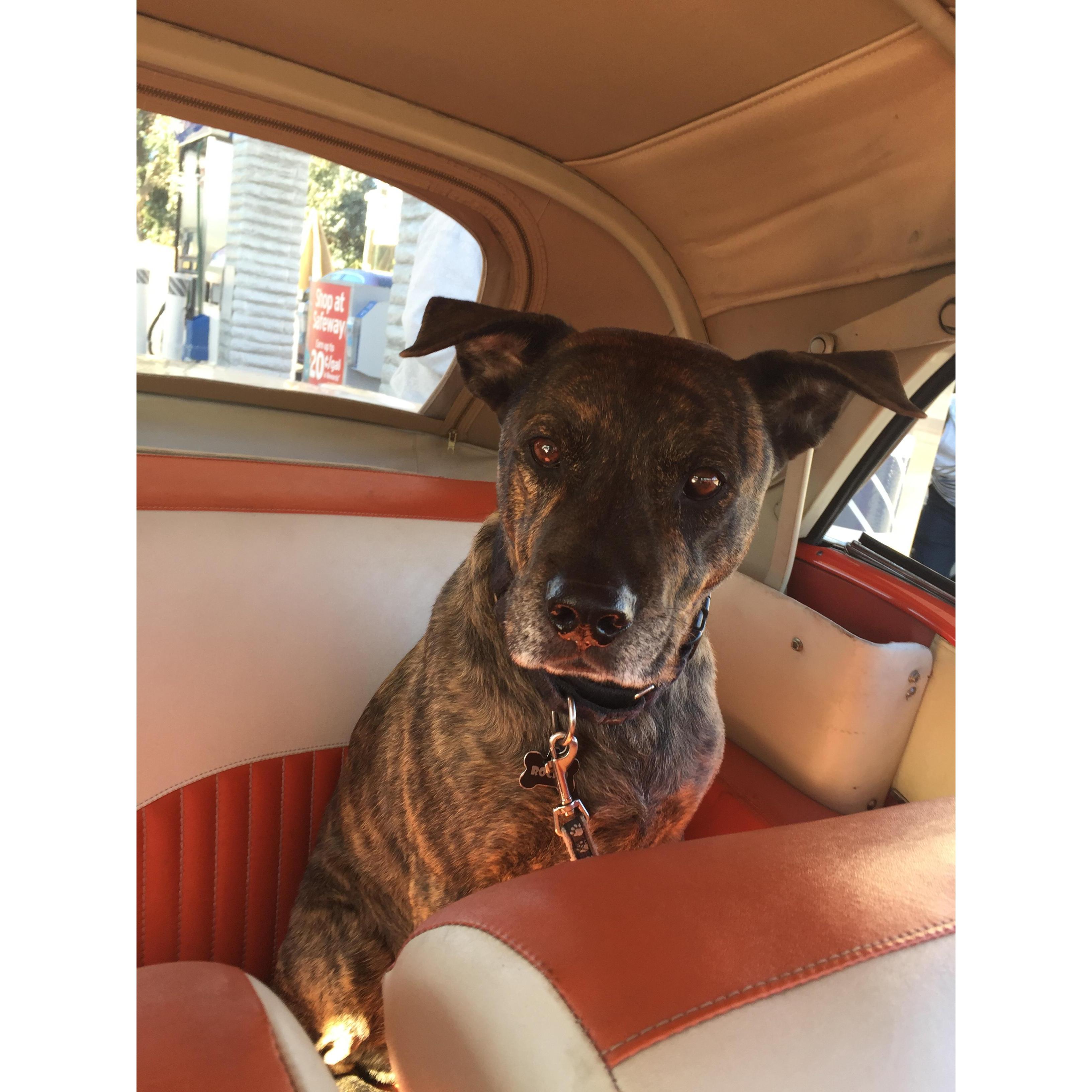 December 2014 - Rocko in the Chevy - Sunnyvale CA