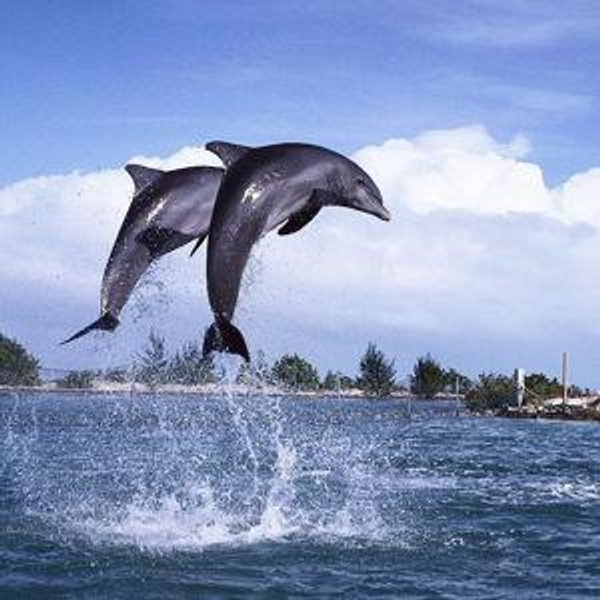 Whale and Dolphin Watching Experience