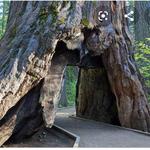 Calaveras Big Trees State Park