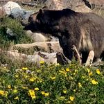 Grizzly & Wolf Discovery Center