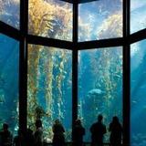 Monterey Bay Aquarium