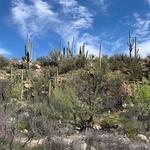 Saguaro National Park