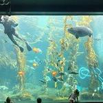 Birch Aquarium