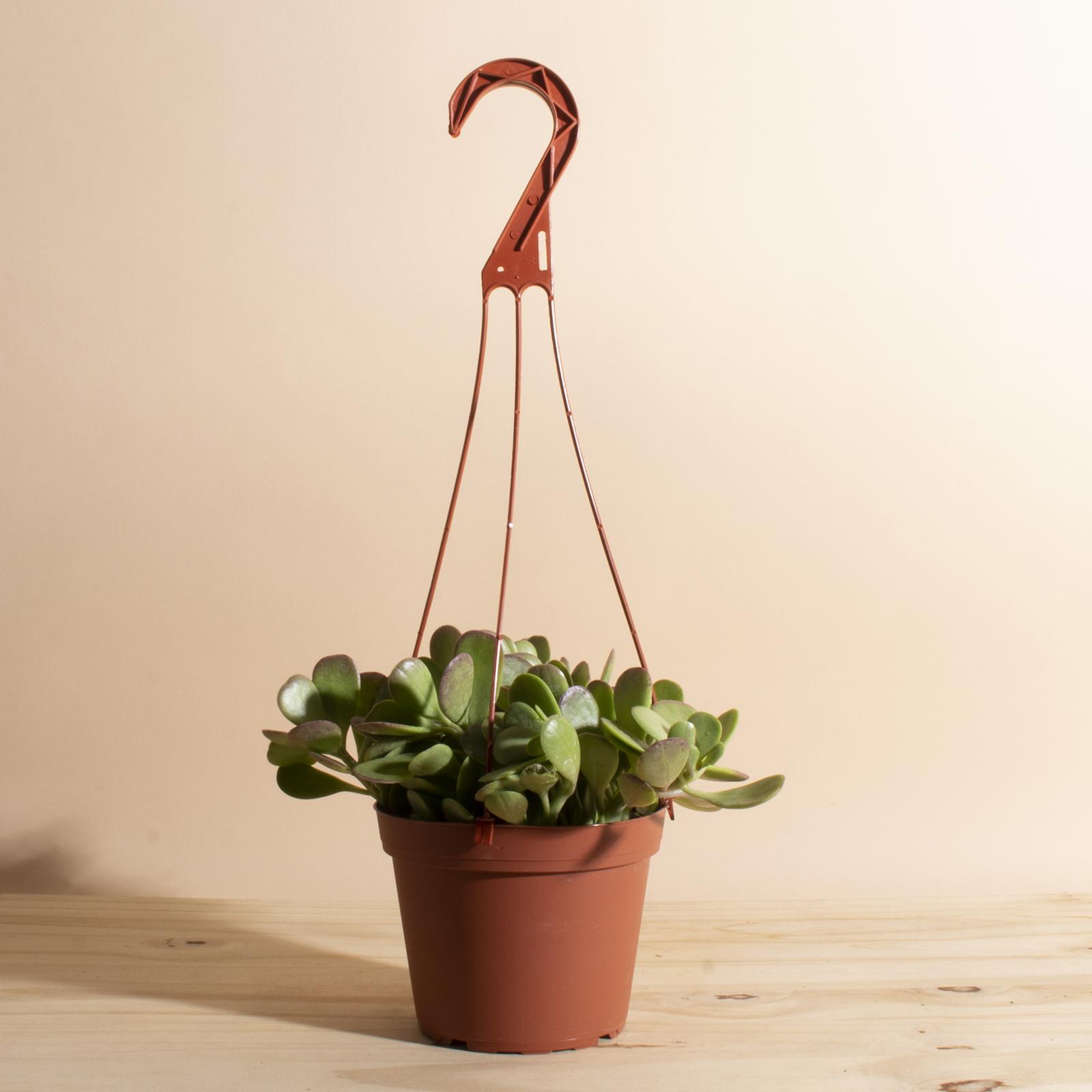 Home Botanicals Trailing Jade Succulent in 6" Grow Pot with Hanger Included