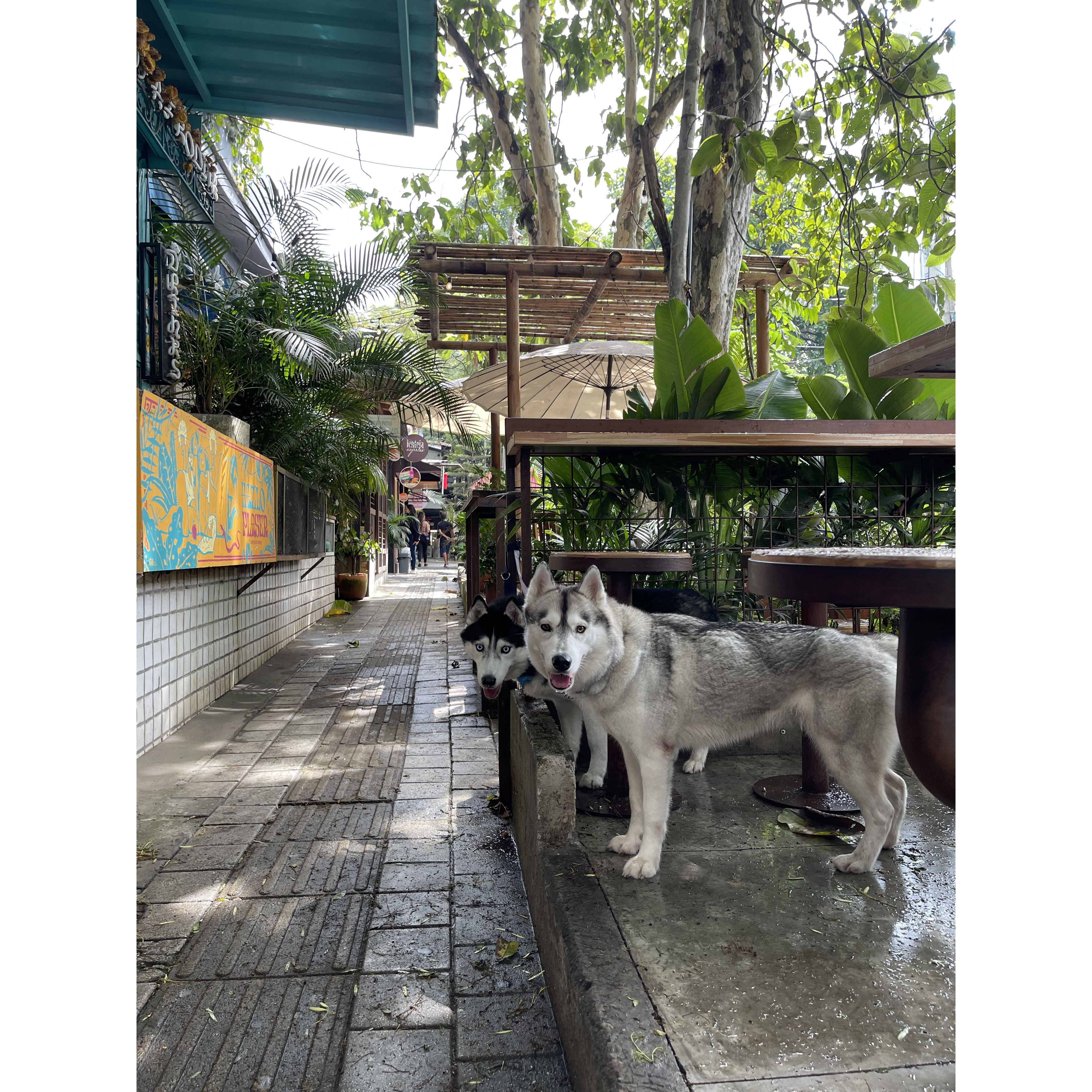 Alex and Christine's 2 huskies - Akino (back) and Katana (front)
