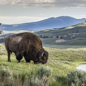 Yellowstone Tour
