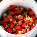 Eckert's - Boyd Orchard