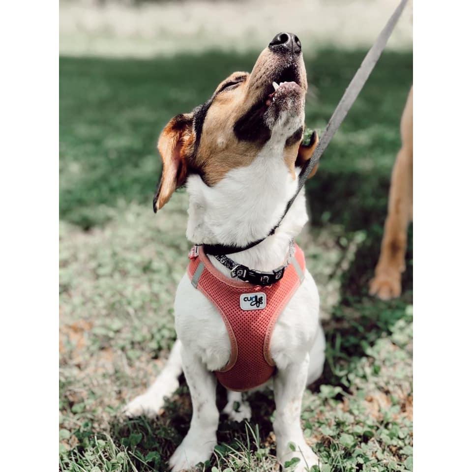 This is Millie (short for "Millicent" and also short for "Millie Moo".) She has the bark of a beagle and the body of a wiener dog. Truly iconic.
Millie belonged to Taylor pre-Tom.