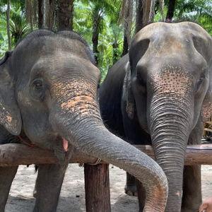 Elephant Sanctuary Day Tour