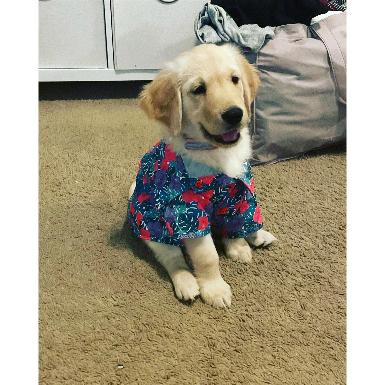 May 2022: Amanda adopted Winnie - aka the cutest and most loving dog ever