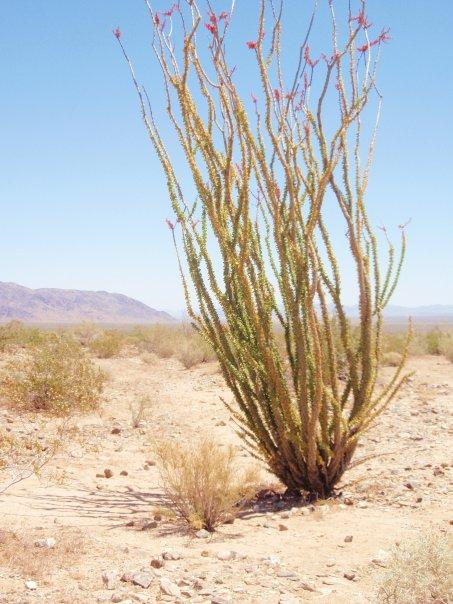 The Wedding Website of Alice Kim and Orest Mashtaler